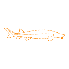 Animals Freshwater Fish Lake Sturgeon Ink Drawing Svg Vector, Free Vectors File
